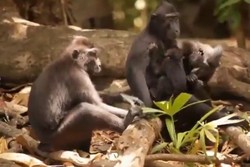 Sehari Bersama Monyet Lucu Macaca nigra