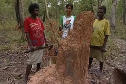 Hebat, Rayap Bisa Bikin Rumah di Papua