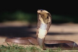 Darah Ular Cobra dan Daging Serigala Bikin Pria Makin Perkasa