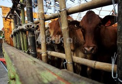 Pejabat Kementan Ngeluh Minimnya Infrastruktur Angkutan Sapi