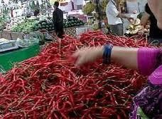 Gagal Panen, Petani Cabai Minta Keringanan Bank