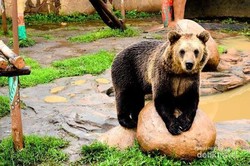 Batu Secret Zoo, Bukan Kebun Binatang Biasa!