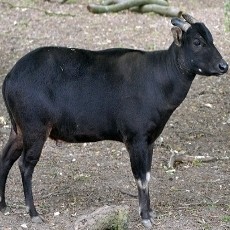 Satwa KBS Mati Lagi, Kali Ini Seekor Anoa