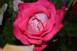 pink rose