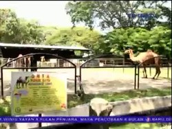 Unta dan Anoa KBS Mati