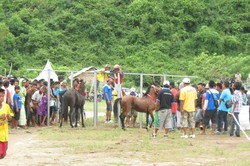 Balap Kuda Tradisional di Lombok, Ngeri-ngeri Sedap!