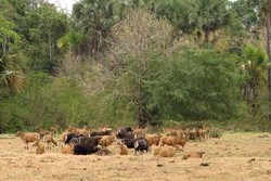 Siapkan Nyali! 4 Taman Nasional Indonesia Paling Menantang