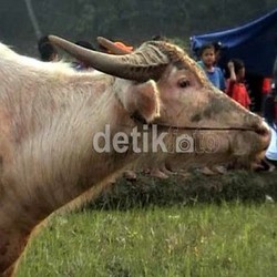 Kerbau Susu Italia Penghasil Mozzarella akan Dikembangkan di RI