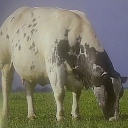 Lebih Gemuk dari Limousin, Sapi Belgia Bakal Dikembangkan di Bogor