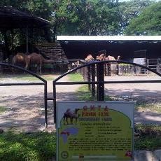 Hasil Otopsi, Unta Jantan KBS Mati karena Perut Kembung