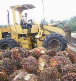 Rugi Selisih Kurs, Laba Astra Agro Anjlok 25% Jadi Rp 1,8 Triliun