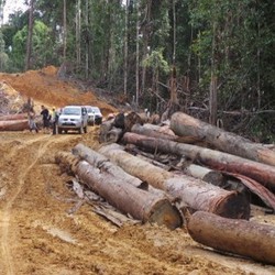 Banyak Hutan, Tapi Indonesia Impor Kayu Rp 33 Triliun di 2013