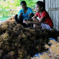 75% Wilayah RI Laut Tapi Bisnis Sawit dan Tambang yang Berkembang
