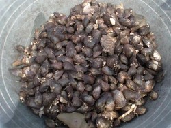 Mencari Kerang di Asahan, Asyik & Seru!