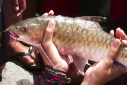 Ikan Primadona Dari Tanah Minang