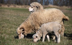 Kurangi Aroma Tajam Daging Domba dan Kambing dengan 5 Cara Praktis Ini