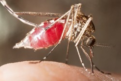 Inilah Alasan Angka Kasus Malaria di Indonesia Timur Masih Tinggi