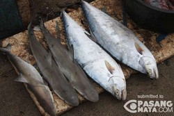 Di Pantai Garut Selatan, Bayi Ikan Hiu Dijual Bebas