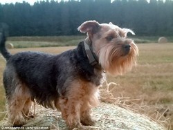 Tiga Ekor Anjing Yorkshire Terrier Jadi Binatang Langka Terbaru di Korut