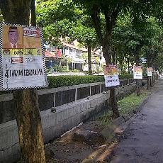 Caleg Penghuni Pohon Semakin Bertebaran