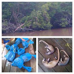 Polres Bengkalis Temukan 8 Trenggiling Diduga Akan Diselundupkan