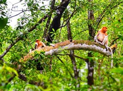 Lucunya Si Hidung Panjang Bekantan di Tarakan