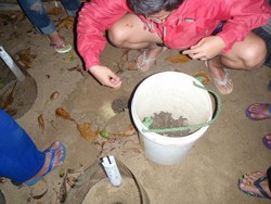 Membantu Anak Penyu Menetas di Ujung Genteng, Amazing!