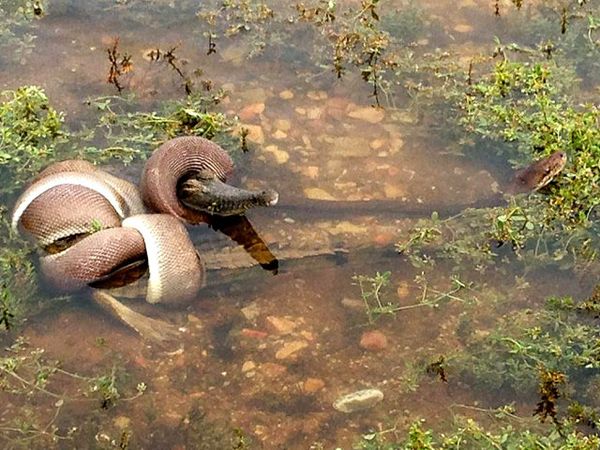 Ular Telan Buaya