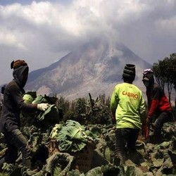 Ada Bantuan Benih Rp 129 Miliar Untuk Petani di Sinabung