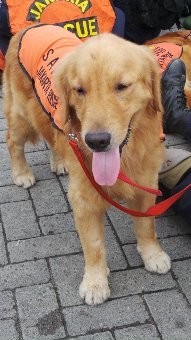 Ini Goldie dan Binggo, Anjing Pintar nan Heroik Saat Terjadi Bencana