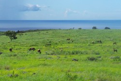 Mencicipi Sepotong Surga di Tanah Sumba