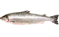 Peak Salmon Membuat Harga Sushi dan Sashimi Salmon Akan Semakin Mahal