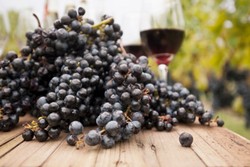 Sering Terpapar Pestisida, Produksi Sperma Petani Wine di Prancis Menurun