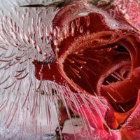 Potret Menakjubkan Bunga-Bunga yang Membeku