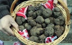 Truffle Hitam Prancis Kini Telah Dipalsukan dengan Truffle China yang Lebih Murah 17 Kali Lipat
