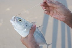 Hati-Hati Santap Ikan, Awas Kail Pancing Tersangkut di Kerongkongan