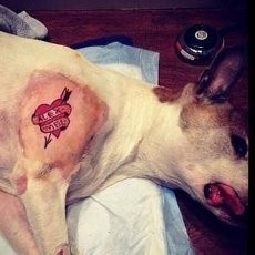 Duh! Seniman Tato di AS Menato Anjingnya Usai Operasi