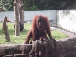 Asyiknya Tamasya ke Kebun Binatang Gembiraloka