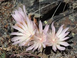 Gogol Mogol dan Umeboshi, Racikan Alami dari Eropa dan Jepang untuk Tubuh Sehat (1)