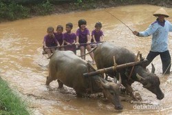 Liburan Sambil Belajar di Cibalung Happy Land, Bogor