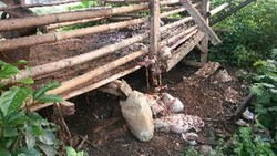21 Kambing di Kembangan Dicuri, Disisakan Jeroan Saja di Kandangnya