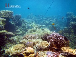 Indahnya Kerajaan Bawah Air Kepulauan Karimunjawa