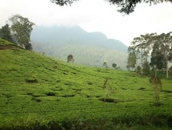 Berendam Air Panas di Tengah Kebun Teh Pangalengan