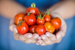 Tak Perlu Lahan Luas, Jamur dan Tomat dapat Tumbuh Subur di Dalam Pot