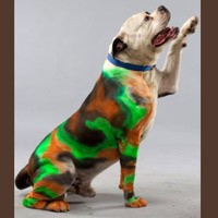 Lucunya, Anjing Dicat Warna Warni Jadi Karya Seni