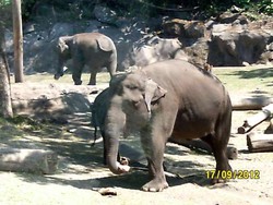 Bertualang Seru di Taman Safari Indonesia Prigen