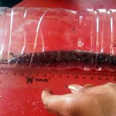 Kelabang Raksasa Ditemukan Merambat di Mapolres Malang