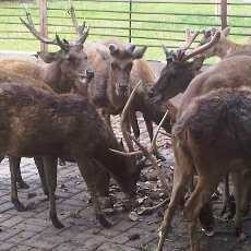 Rusa Timor Jantan Koleksi KBS Mati