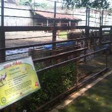 Penyebab Mati Rusa Timor Jantan KBS akibat Bertarung Sesama Satwa