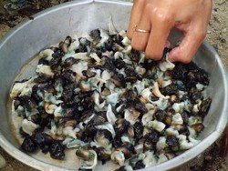 Seru! Berburu Siput Popaco di Maluku Utara